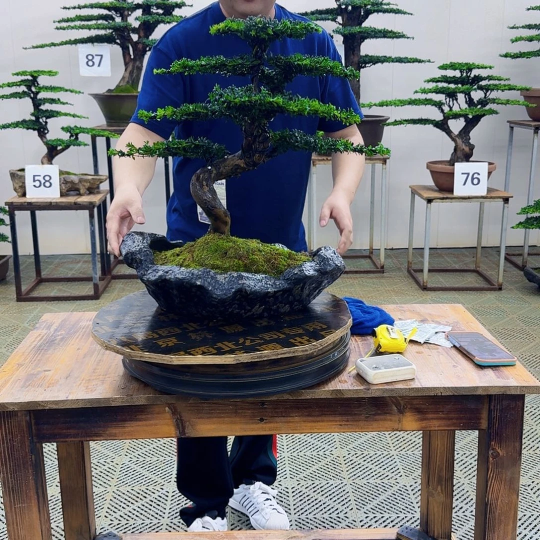 无花朵珍珠罗汉松造型盆景