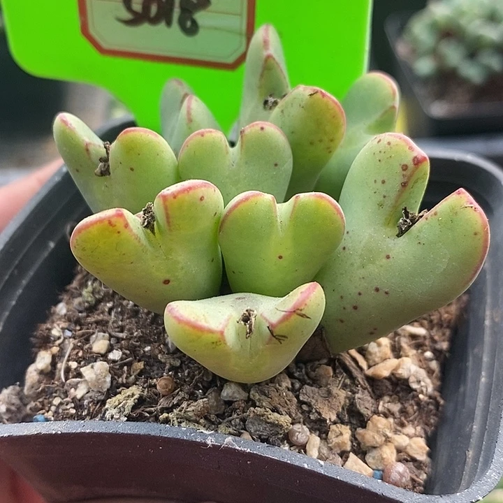 今天晚上你来5018