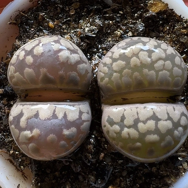 生石花1111111。   201