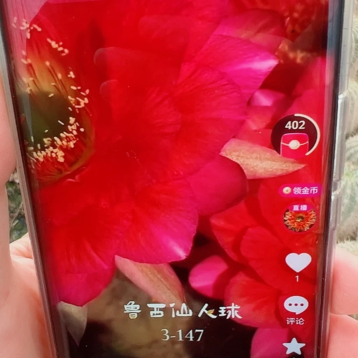 毛花柱3-147 有根 15-18厘米