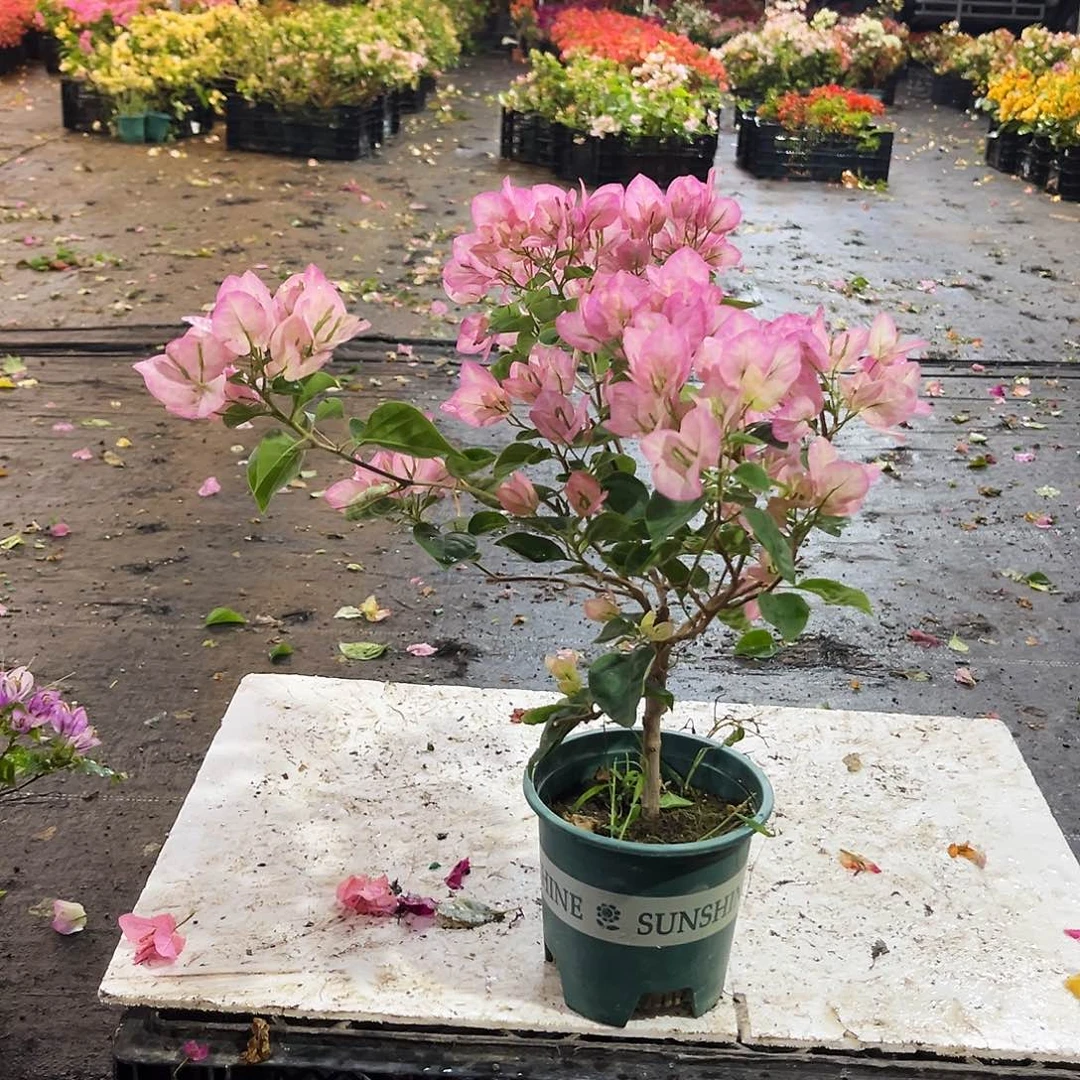 大部分花苞少量开放五宝掌中宝一颗