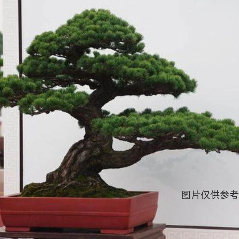 零售批发五针松，黑松，罗汉松盆景（一物一拍以直播间罗汉松庭院树