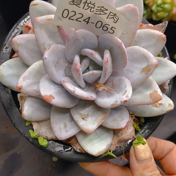 H**?夏悦多肉0224-65雪莲