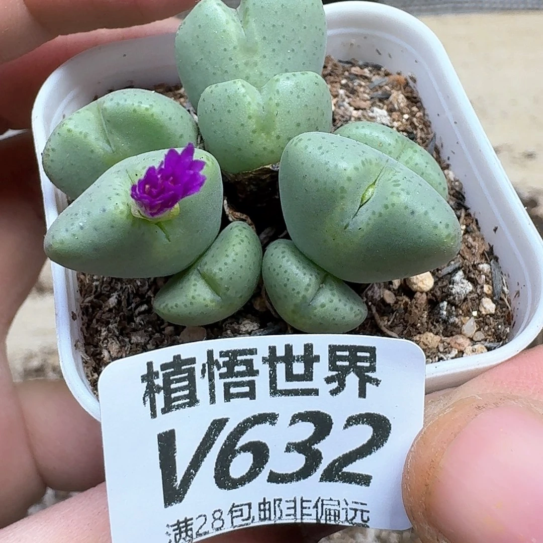 多肉植物多肉植物