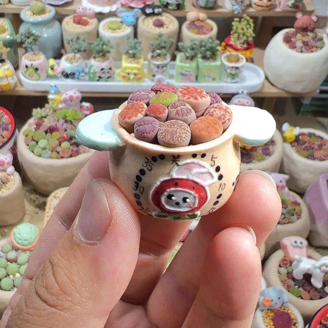 多肉植物194号拼盘