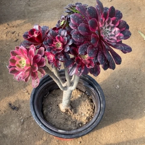 嫁接的法师一物一拍