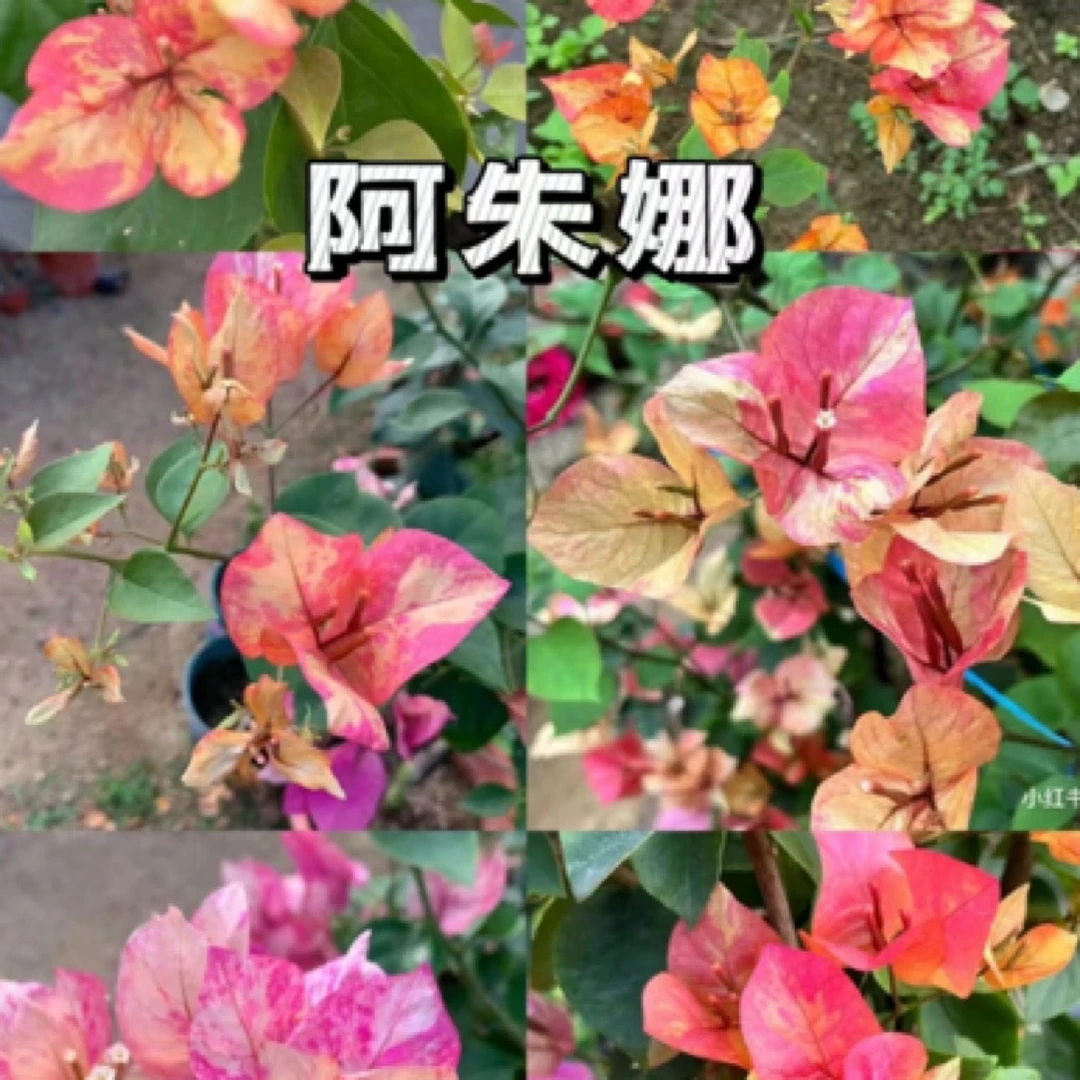 森朴【阿朱娜】原生扦插袋苗（包对版不包售后）