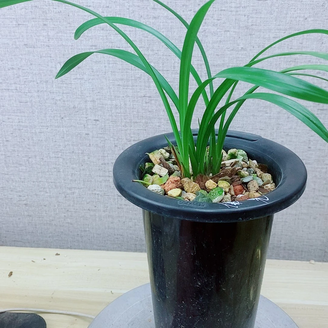 当前无花栽培后可以开花佛