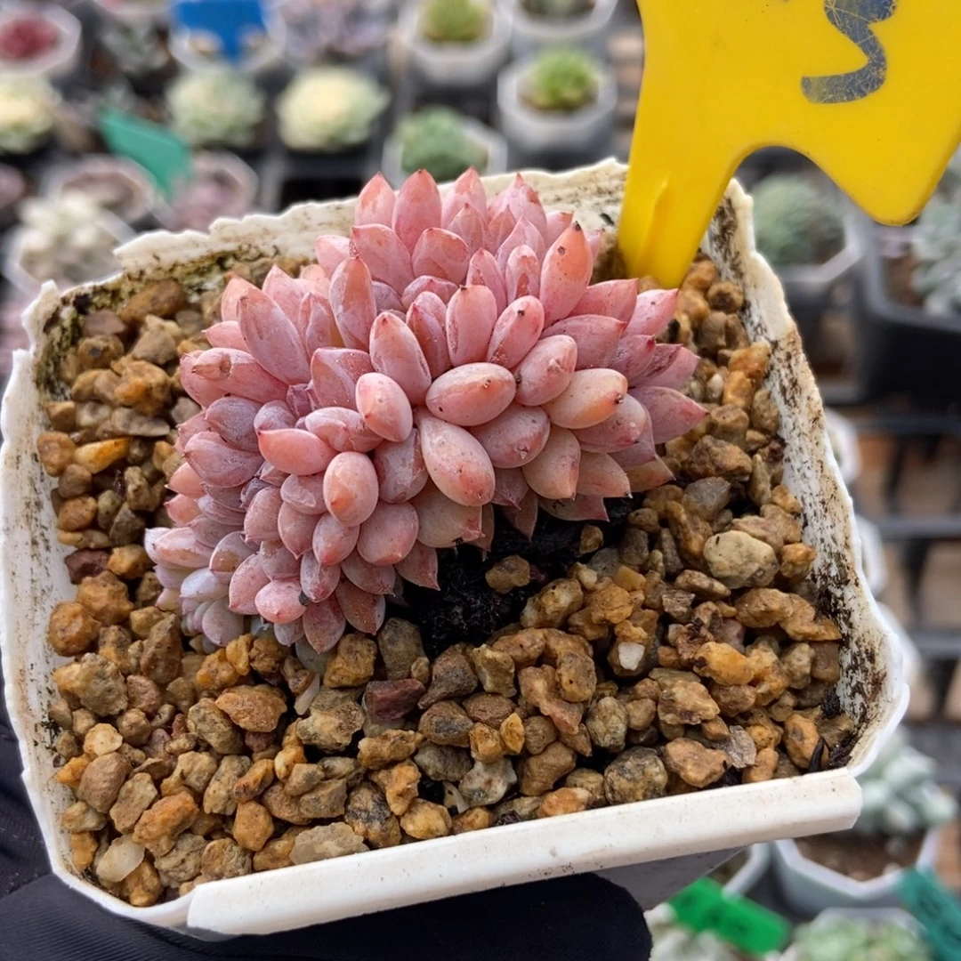 723橙子缀多肉植物