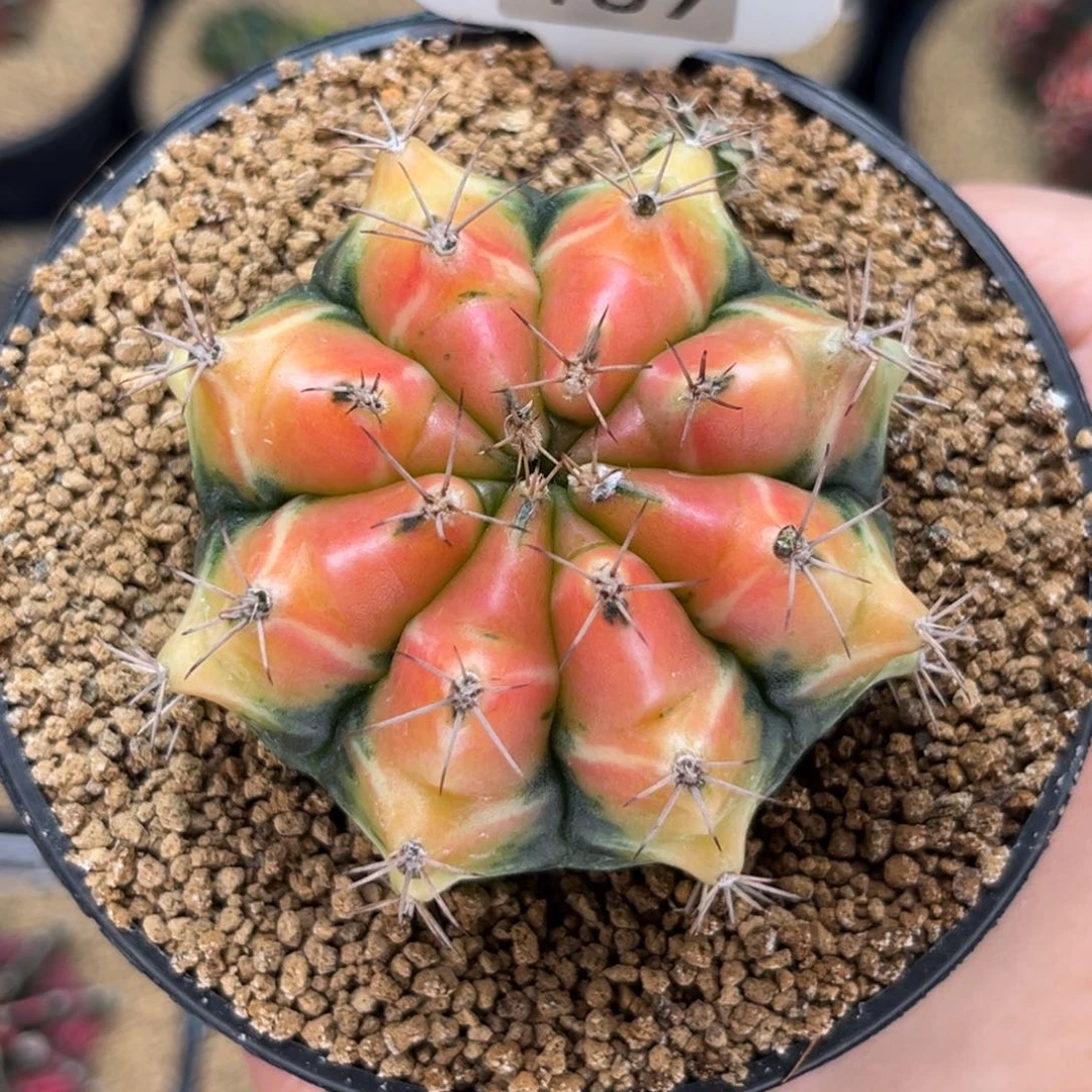蜜蜡色 米哈仙人球