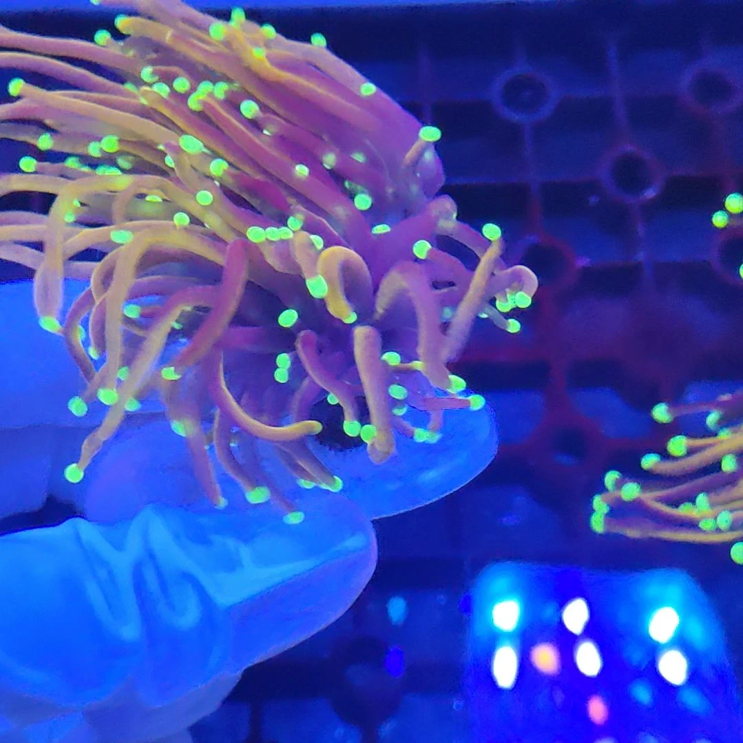 智海珊瑚竞品 不支持退货不包邮接受下单