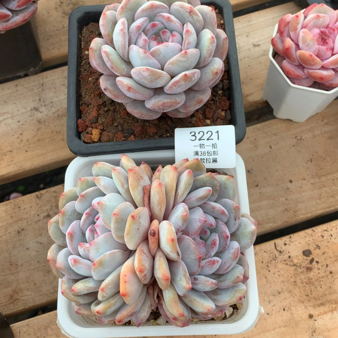 须**＂星影两颗多肉3221