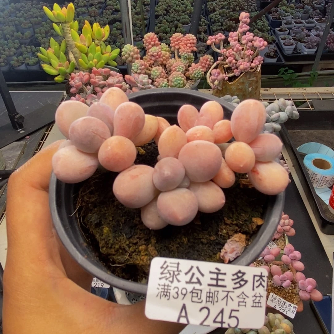245香水手指奶多肉6cm