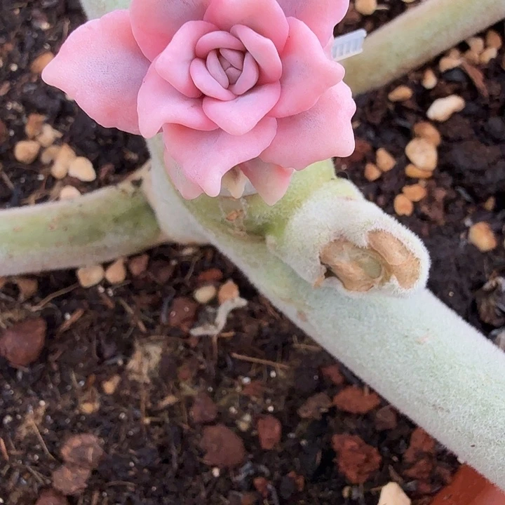 芭蕾舞者锦多肉锦