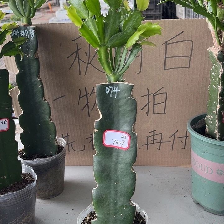 逸***萱当前无花朵，栽培后可花朵074