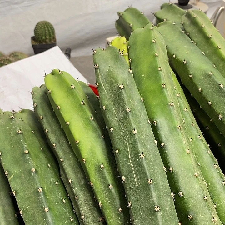 红花绣谱一代侧芽5.88