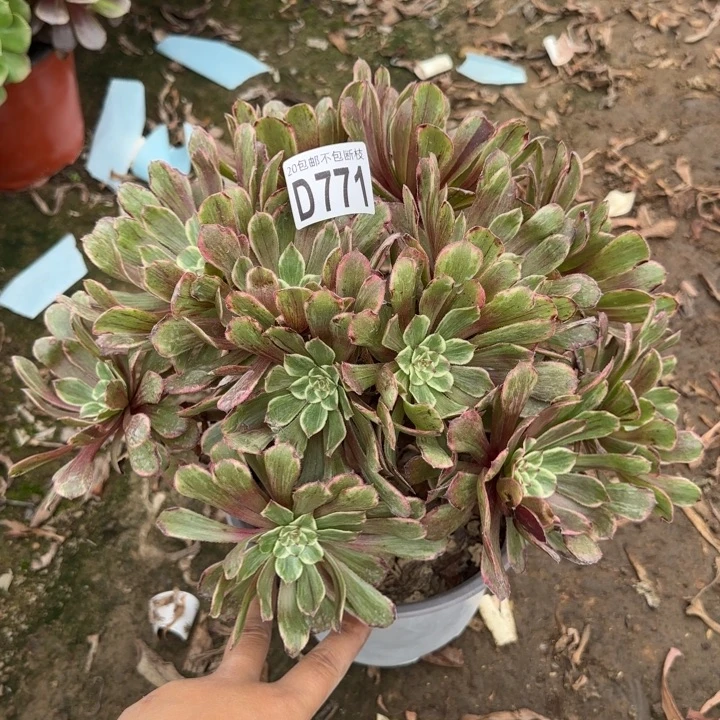 水墨画……多肉植物……