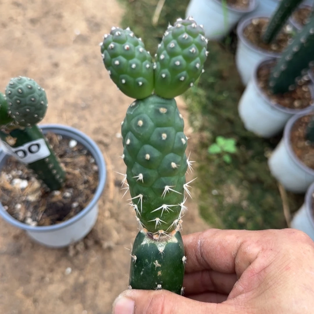 【闪购商品】无花朵新品凸绒小苗米奇