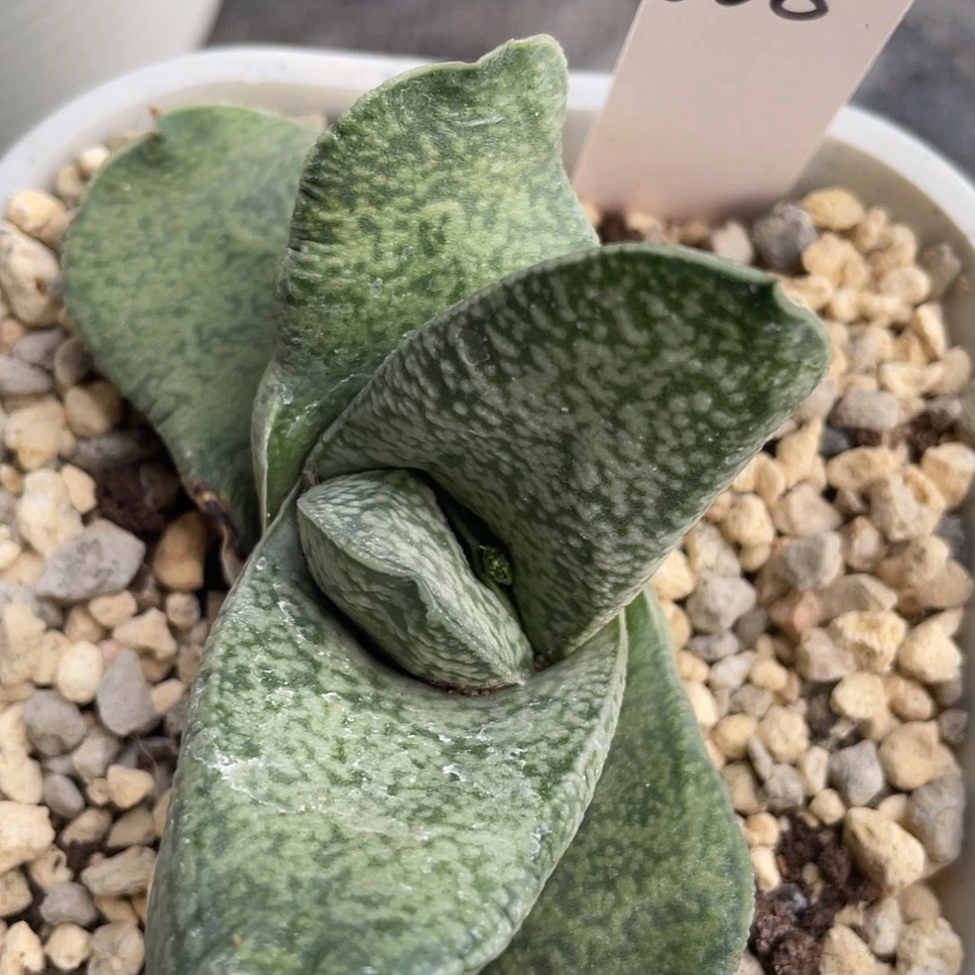 008脱土发货1111111111