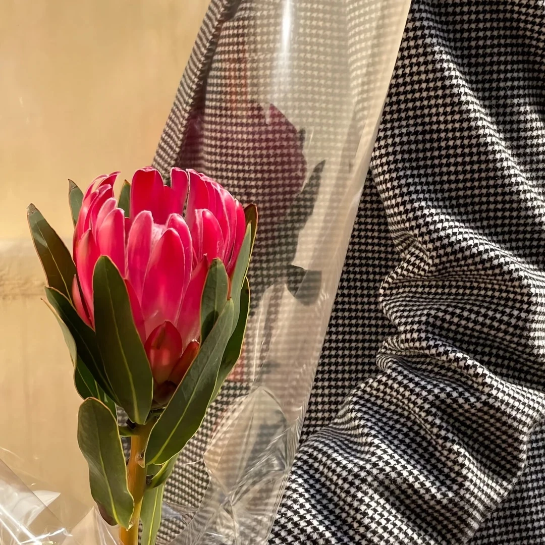 【一品花集】【布兰达】公主花