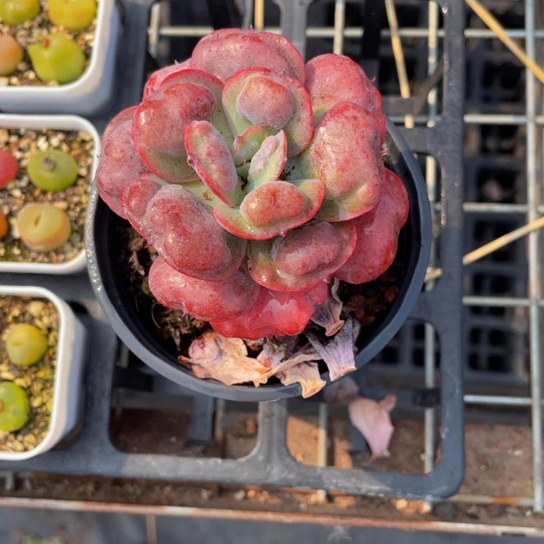 老桩雨滴多肉9.9包邮发货