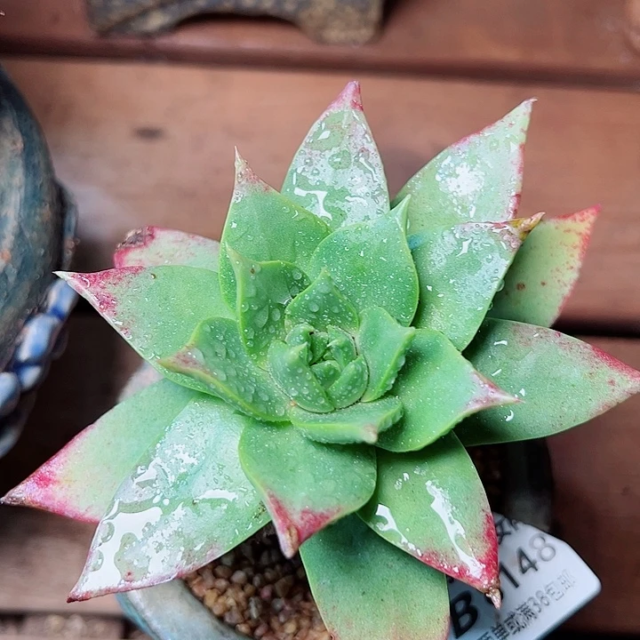 8148坎代仙女杯多肉