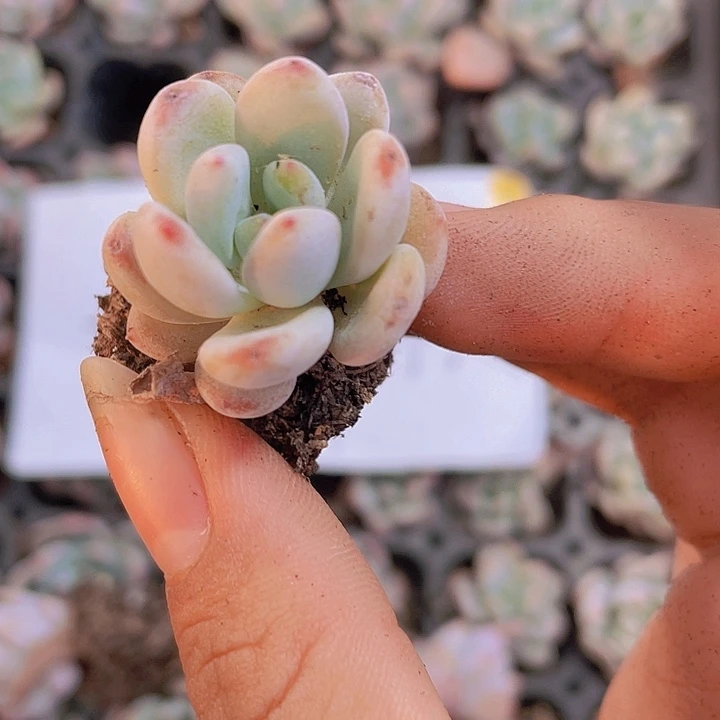 105精品星星雪2颗一组