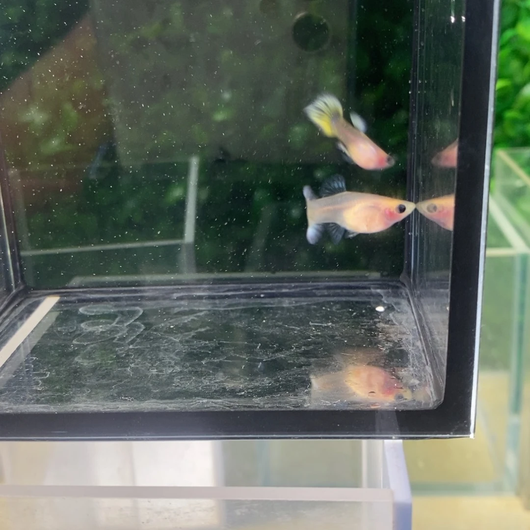 孔雀鱼小蜜蜂玻璃猫一对