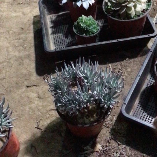 m***o仙女杯多肉植物多肉19