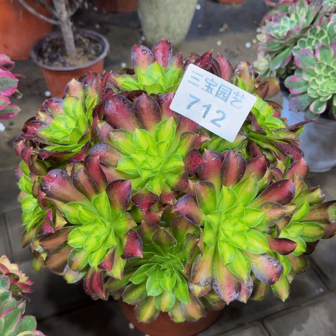 多肉植物712韶华