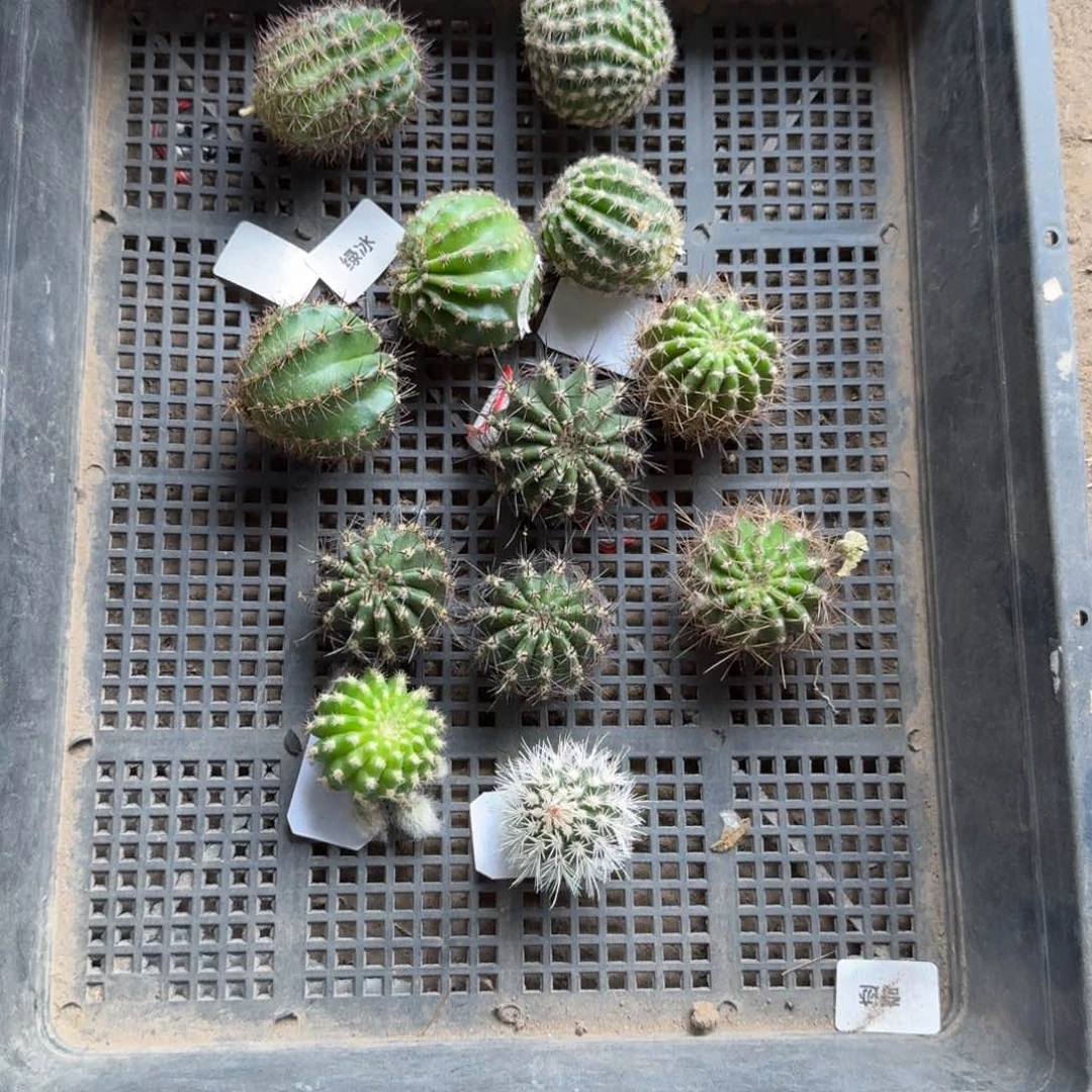 365无根2个侧牙3公分左右斑20包邮