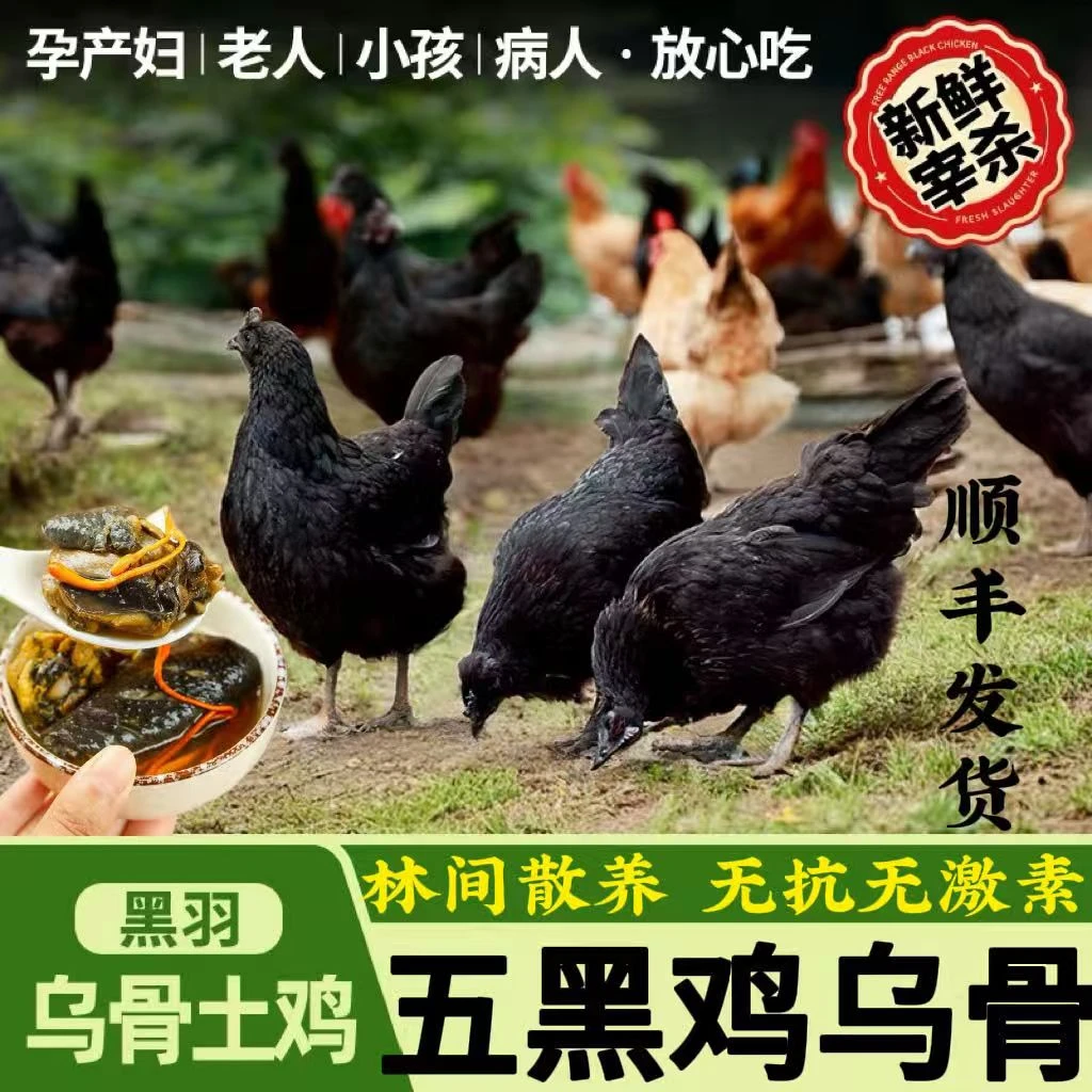 果园散养杂粮喂养180天正宗五黑鸡（农家散养现宰现杀）