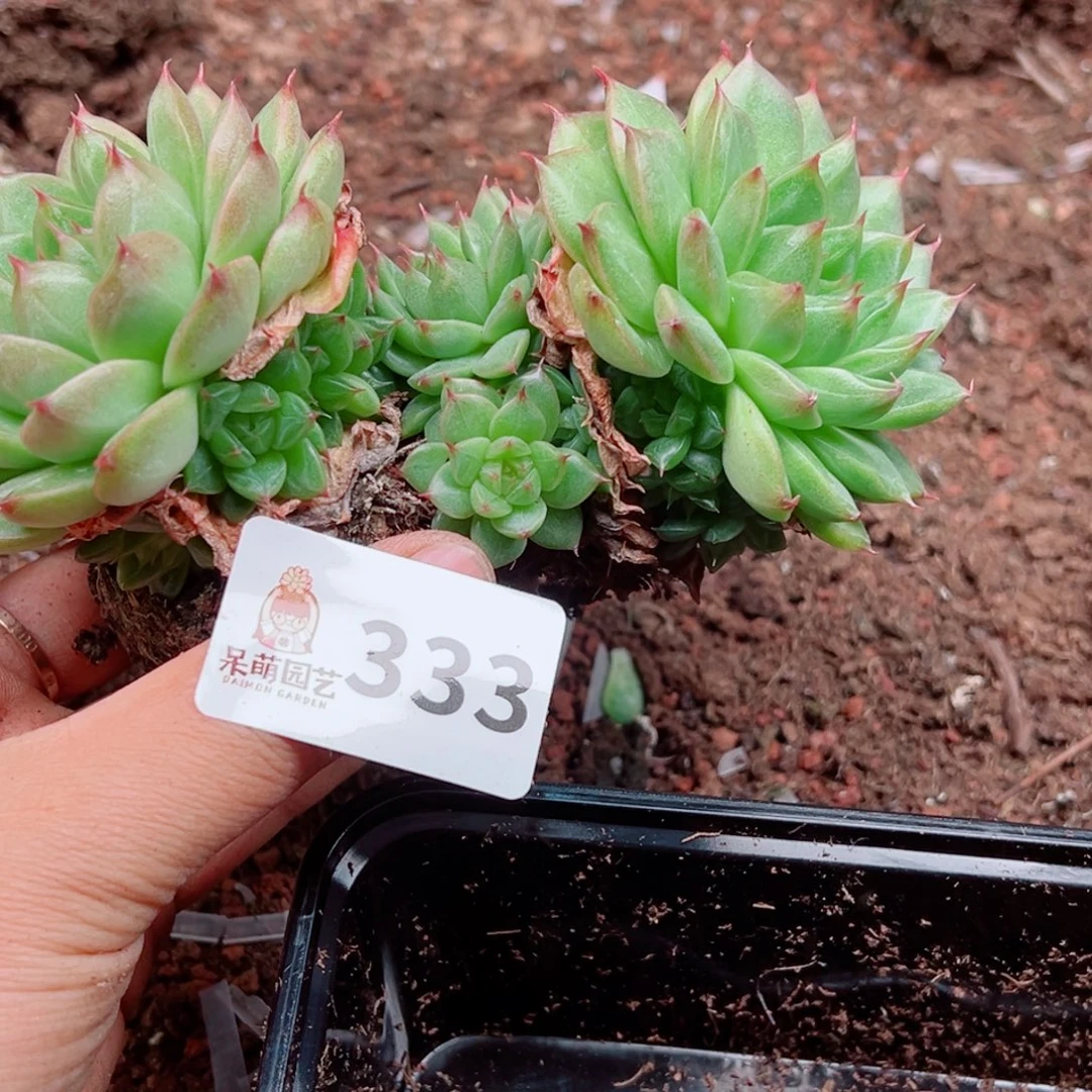 多肉植物多肉植物