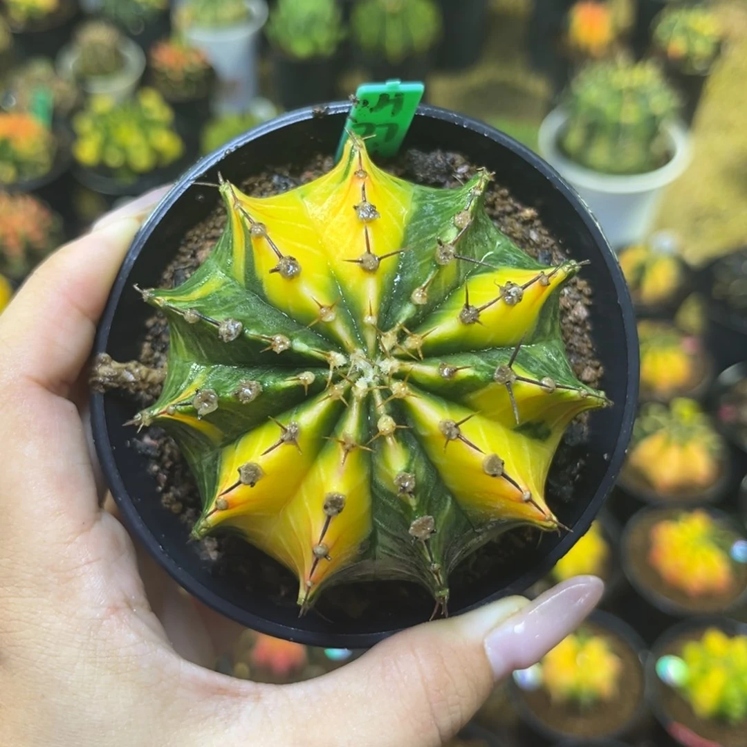 H77 带盆土发货 福利7.5