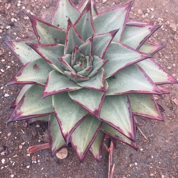 美乌大三角宽板叶专拍