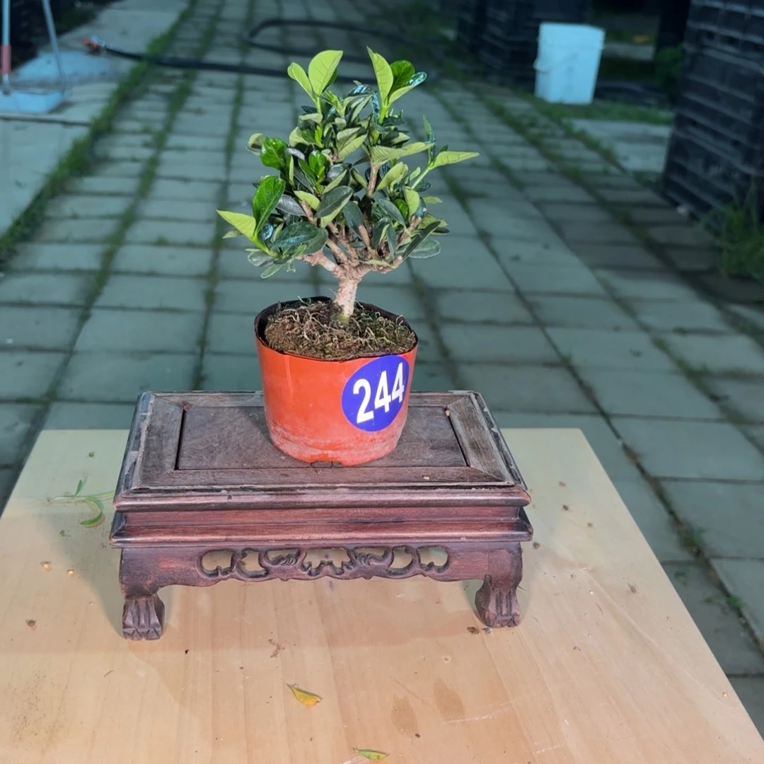 夏*大棚转让244号