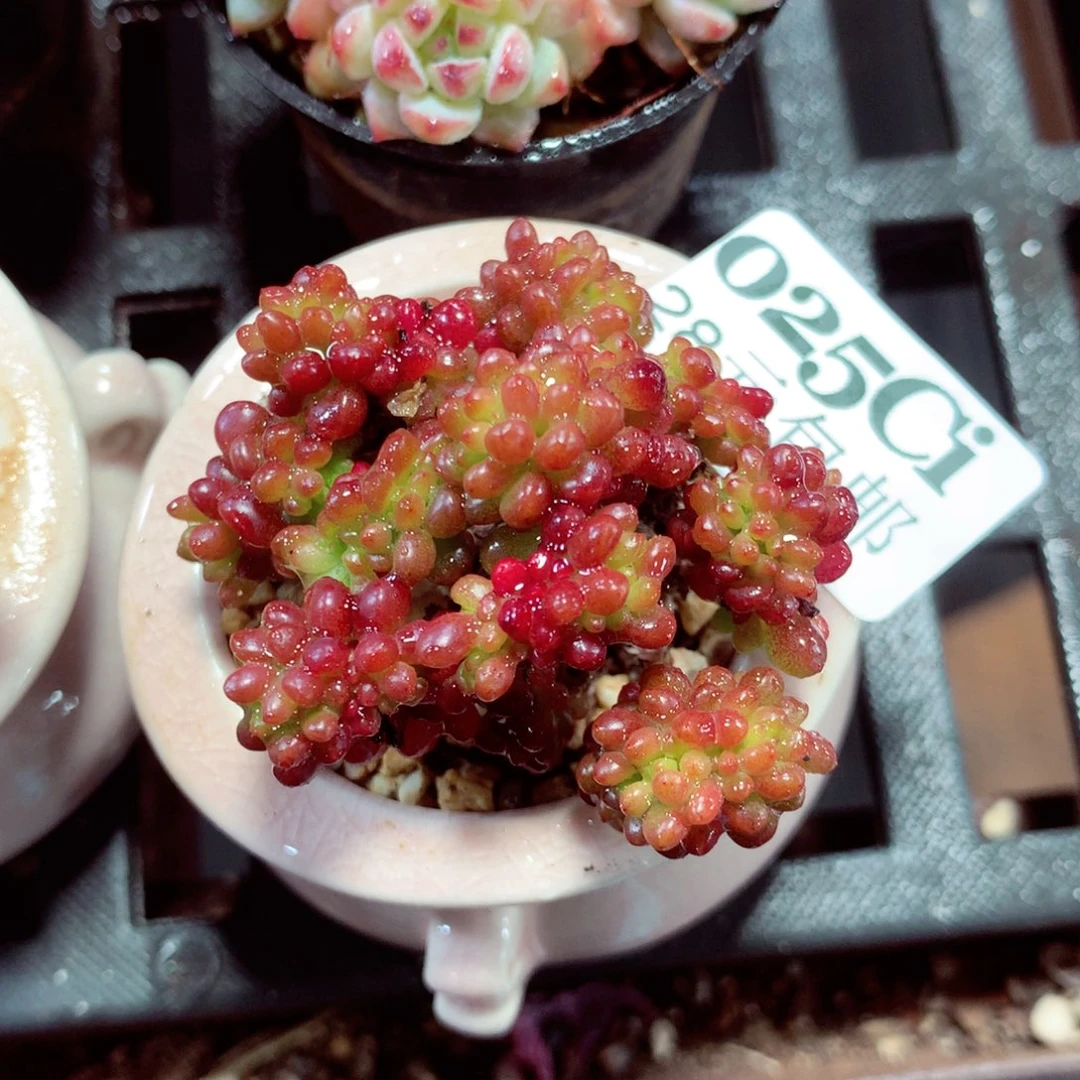 5厘米盆精控多肉025