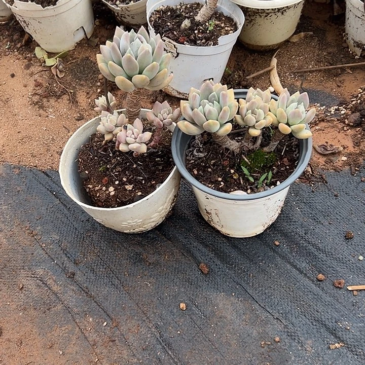 小****6多肉植物实物222