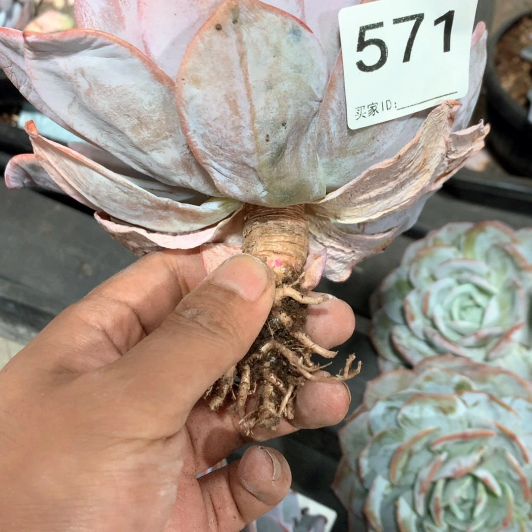 洋***儿#571售后范围：签收起7天内，不拍冷链不售后