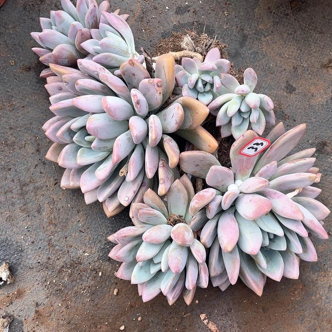 33奥普 一物一拍多肉