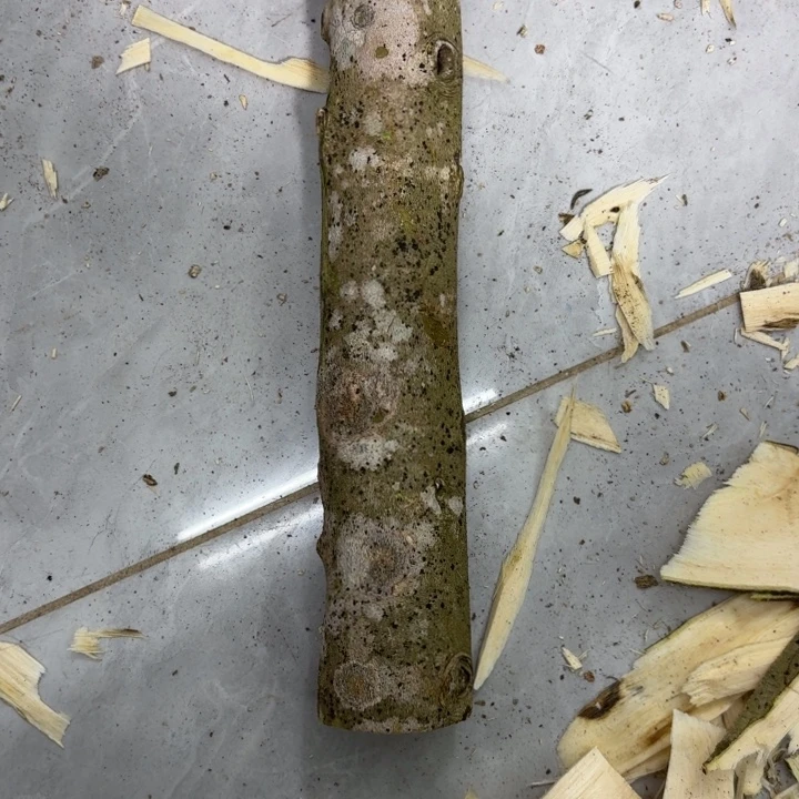 ****鱼木西瓜叶原木发一份