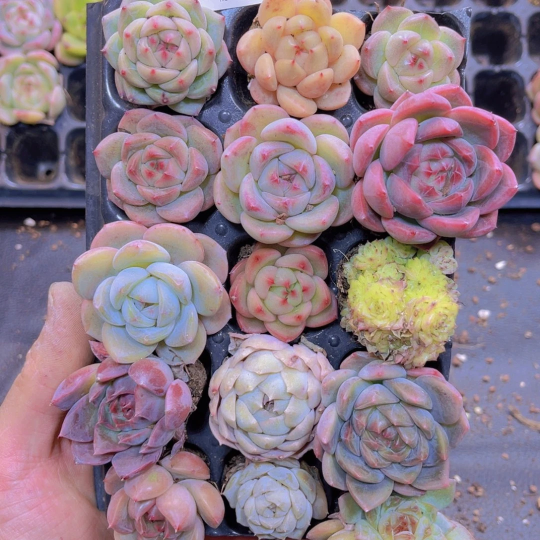 21多肉植物一物一拍链接