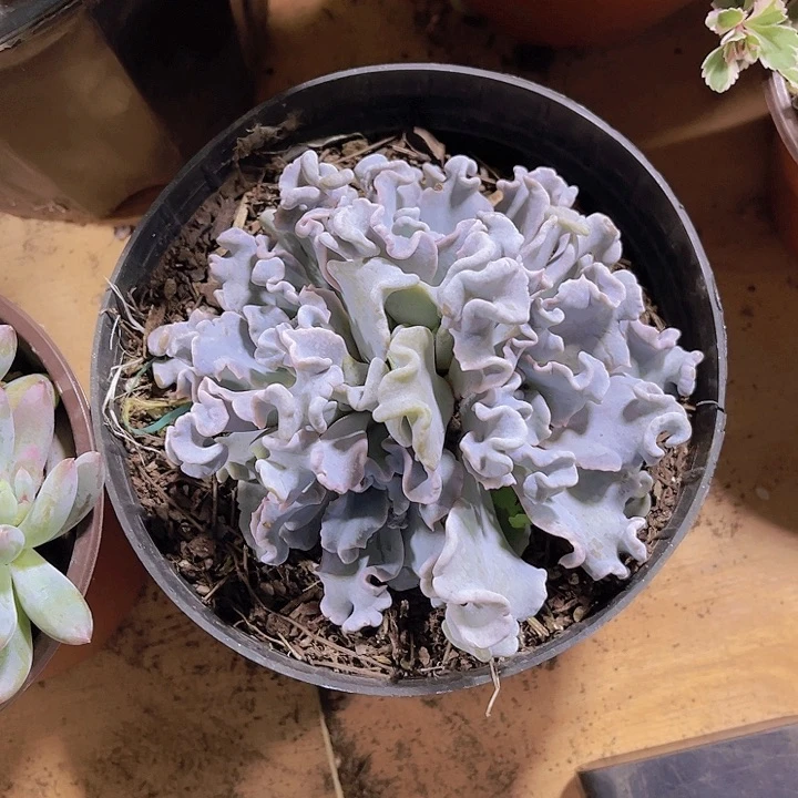 枯***春000000000000000563