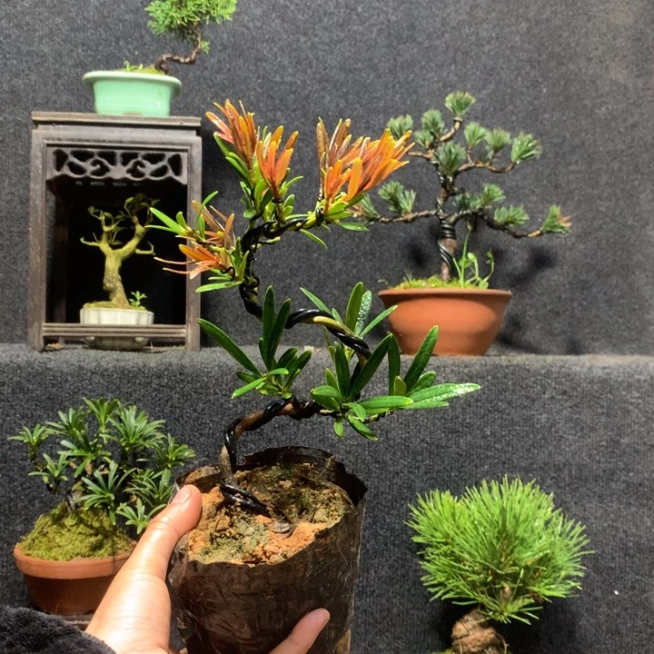 h***0完全开放111111111111111