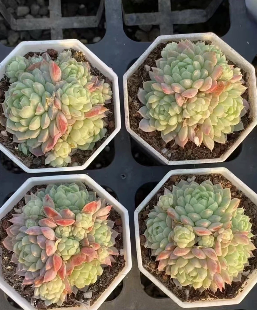 441-650号一物一拍脱土发货 不包整2单包邮