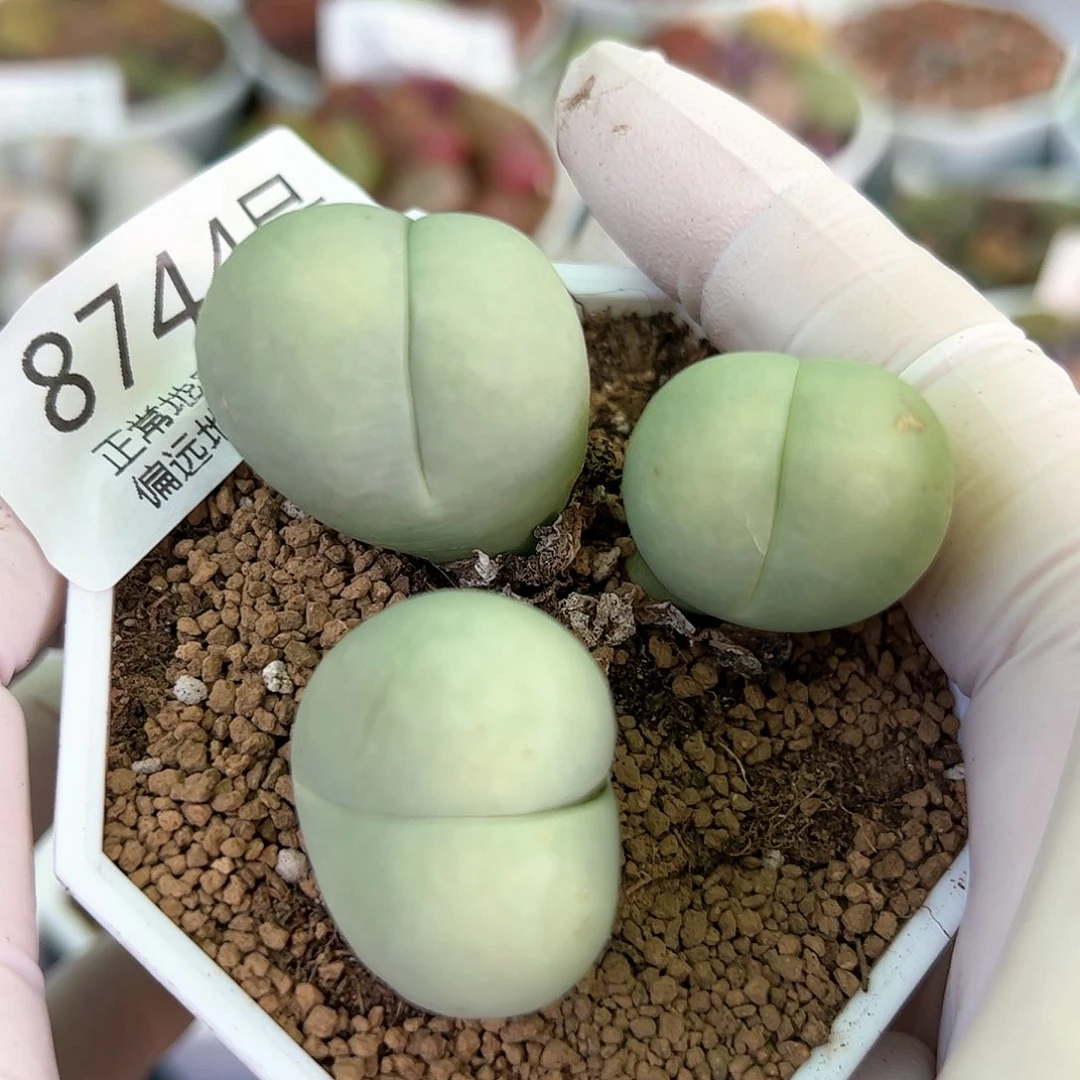 好养易活生石花大母本8744