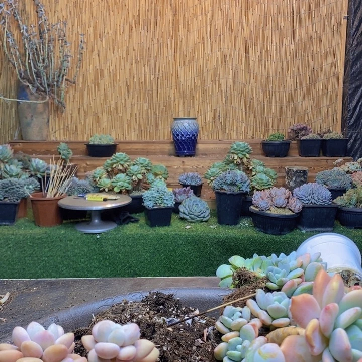 远***姐218 号洛神多肉植物