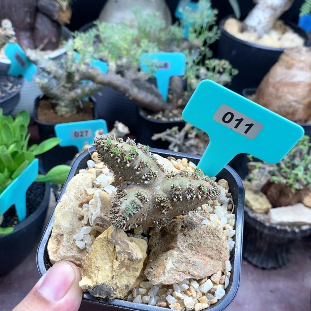白皮月界多肉植物
