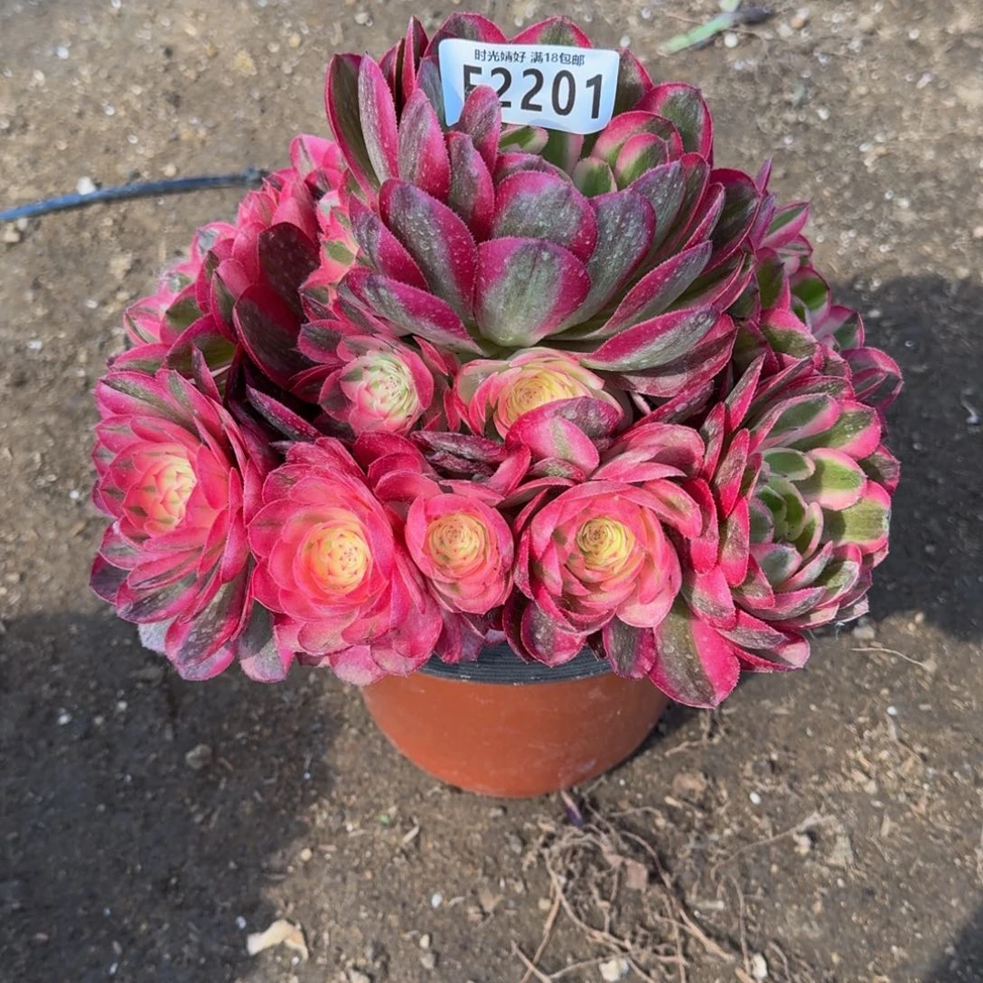 2201荔枝多肉植物