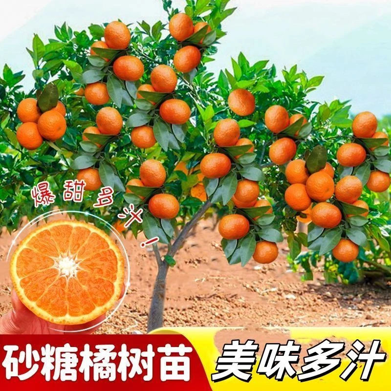 嫁接纯甜无籽橘子树 直播间一物一拍